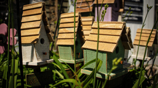 Birdhouses close up in bushes