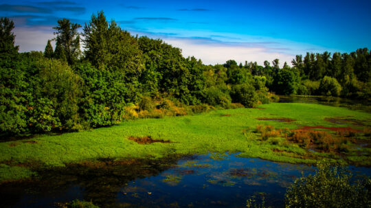 Marsh landscape