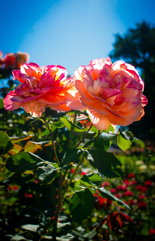 Two Roses