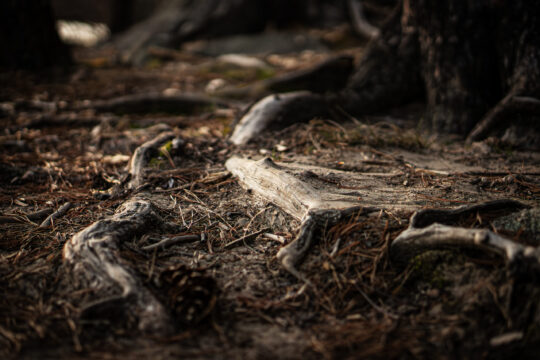 Two roots coming out of the ground on a path in the woods
