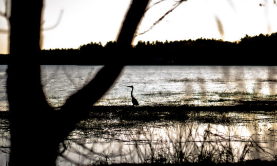 Crane perching in the water on the shore at sundown. Photo is distorted by trees and brush