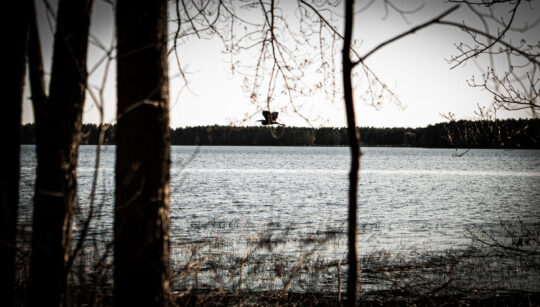 bird flying over a lake with trees and brush distorting the view