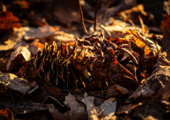 Pine cone surrounded by dead leaves