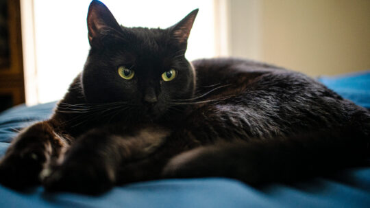 Black cat resting on bed on top of a blue blanket